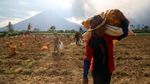 Potret Gunung Sinabung di Karo yang Kembali Erupsi