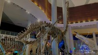 Fosil Dinosaurus Asli Setinggi 20 Meter, Ada di Tahir Solo Museum