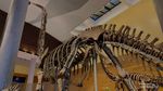 Fosil Dinosaurus Asli Setinggi 20 Meter, Ada di Tahir Solo Museum