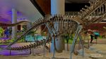 Fosil Dinosaurus Asli Setinggi 20 Meter, Ada di Tahir Solo Museum