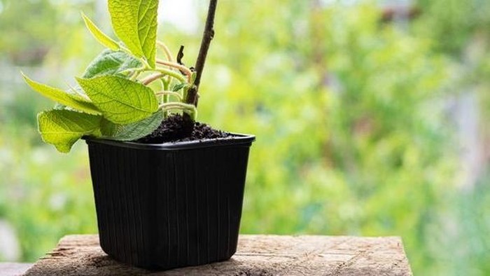 5 Buah yang Mudah Ditanam di Rumah, Cocok untuk Pemula