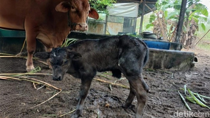 Anak sapi persilangan Limousin dan Belgian Blue lahir di Kotawaringin Barat.