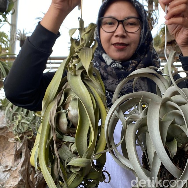 Dibudidayakan di Batu, Tillandsia Tanpa Tanah Bisa Bernilai Jutaan Rupiah