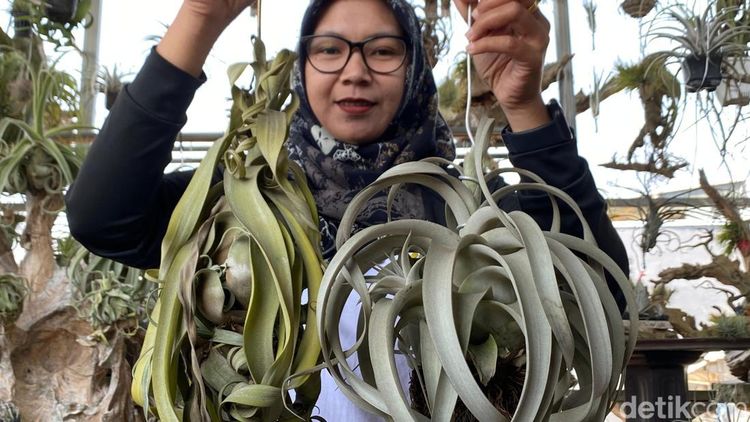 Dibudidayakan di Batu, Tillandsia Tanpa Tanah Bisa Bernilai Jutaan Rupiah