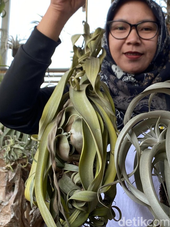 Dibudidayakan di Batu, Tillandsia Tanpa Tanah Bisa Bernilai Jutaan Rupiah