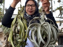 Dibudidayakan di Batu, Tillandsia Tanpa Tanah Bisa Bernilai Jutaan Rupiah