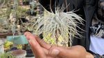Dibudidayakan di Batu, Tillandsia Tanpa Tanah Bisa Bernilai Jutaan Rupiah