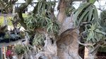 Dibudidayakan di Batu, Tillandsia Tanpa Tanah Bisa Bernilai Jutaan Rupiah