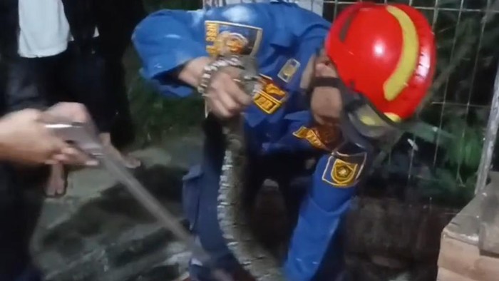 Damkar evakuasi ular sanca dari plafon rumah warga Bogor