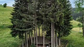 Gambar ini menunjukkan sebuah gereja kayu kecil abad ke-18 yang tersembunyi di dalam lingkaran rapat pepohonan pinus yang menjulang tinggi di desa Kućani, Serbia. Foto: via Boredpanda