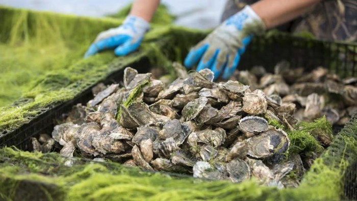 Geger! Kisah Pencurian 400 Ribu Tiram yang Bikin Rugi Rp4,5 Miliar