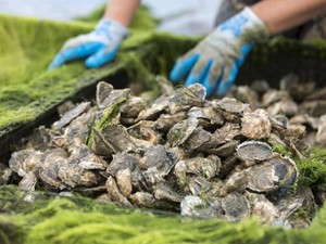 Geger! Kisah Pencurian 400 Ribu Tiram yang Bikin Rugi Rp4,5 Miliar