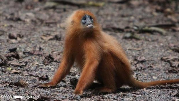 Lutung merah (Presbytis rubicunda)
