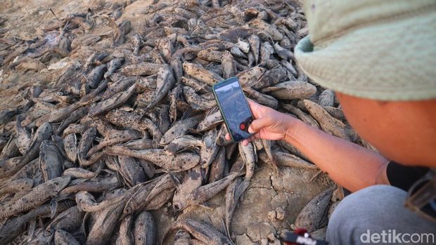 Penampakan Bendung Karet Sungai Juana di Bungasrejo Kecamatan Jakenan, Pati, yang asat hingga bikin banyak ikan terdampar, Selasa (1/9/2026) Penampakan Bendung Karet Sungai Juana di Bungasrejo Kecamatan Jakenan, Pati, yang asat hingga bikin banyak ikan terdampar, Selasa (1/9/2026)