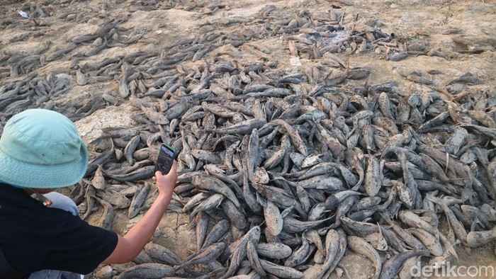 Penampakan Bendung Karet Sungai Juana di  Bungasrejo Kecamatan Jakenan, Pati, yang asat hingga bikin banyak ikan terdampar, Selasa (1/9/2026)