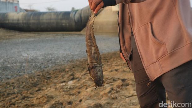 Penampakan Bendung Karet Sungai Juana di Bungasrejo Kecamatan Jakenan, Pati, yang asat hingga bikin banyak ikan terdampar, Selasa (1/9/2026) Penampakan Bendung Karet Sungai Juana di Bungasrejo Kecamatan Jakenan, Pati, yang asat hingga bikin banyak ikan terdampar, Selasa (1/9/2026)