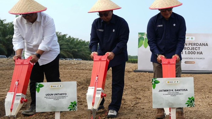Penanaman kedelai (Foto: Dok PTPN IV PalmCo)