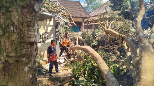 Pohon leci berukuran besar tumbang dan menimpa gudang sekolah SMPN 2 Baturiti, Tabanan, Selasa (1/9/2026). /Istimewa