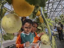 Serunya Siswa PAUD Belajar Budi Daya Hidroponik