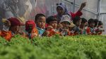 Serunya Siswa PAUD Belajar Budi Daya Hidroponik