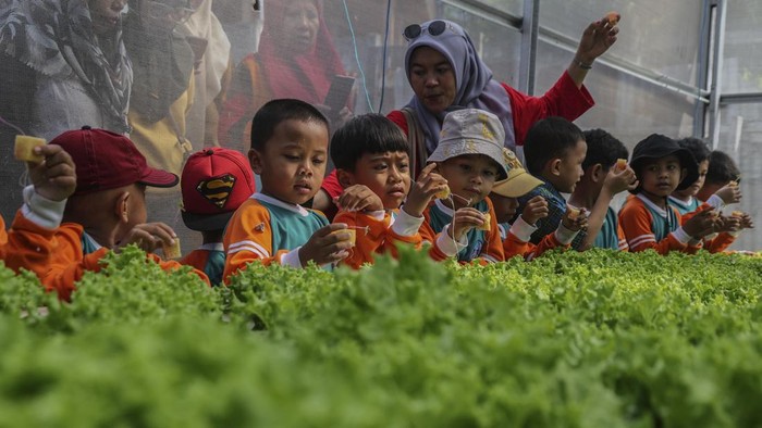 Siswa PAUD melihat tanaman yang dibudidayakan dengan metode hidroponik di Kebun Agrowisata, Kelurahan Gambesi, Ternate, Maluku Utara, Selasa (1/9/2026). Sebanyak 59 siswa dari PAUD Dikmas Kota Ternate dan PAUD Barunawati mengikuti kegiatan belajar di luar kelas tentang pertanian hidroponik untuk memperoleh pengalaman langsung mengenai budidaya tanaman tanpa menggunakan media tanah yang bertujuan mengenalkan konsep pertanian modern, menumbuhkan kepedulian terhadap lingkungan, serta meningkatkan kesadaran tentang ketahanan pangan sejak dini.  ANTARAFOTO/Andri Saputra/YU