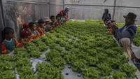 Siswa PAUD melihat tanaman yang dibudidayakan dengan metode hidroponik di Kebun Agrowisata, Kelurahan Gambesi, Ternate, Maluku Utara, Selasa (1/9/2026). Kegiatan tersebut diikuti 59 siswa sebagai pembelajaran di luar kelas. ANTARA FOTO/Andri Saputra