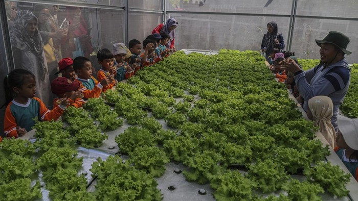 Siswa PAUD melihat tanaman yang dibudidayakan dengan metode hidroponik di Kebun Agrowisata, Kelurahan Gambesi, Ternate, Maluku Utara, Selasa (1/9/2026). Sebanyak 59 siswa dari PAUD Dikmas Kota Ternate dan PAUD Barunawati mengikuti kegiatan belajar di luar kelas tentang pertanian hidroponik untuk memperoleh pengalaman langsung mengenai budidaya tanaman tanpa menggunakan media tanah yang bertujuan mengenalkan konsep pertanian modern, menumbuhkan kepedulian terhadap lingkungan, serta meningkatkan kesadaran tentang ketahanan pangan sejak dini.  ANTARAFOTO/Andri Saputra/YU