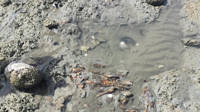 Tulang belulang ditemukan di Aceh Besar (Foto: Polresta Banda Aceh)