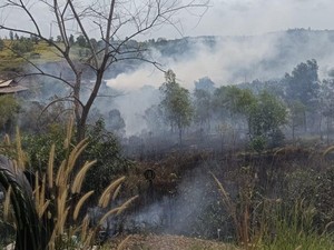50 Karhutla Terjadi di Balikpapan dalam 2 Bulan, Puntung Rokok Salah Satu Pemicu