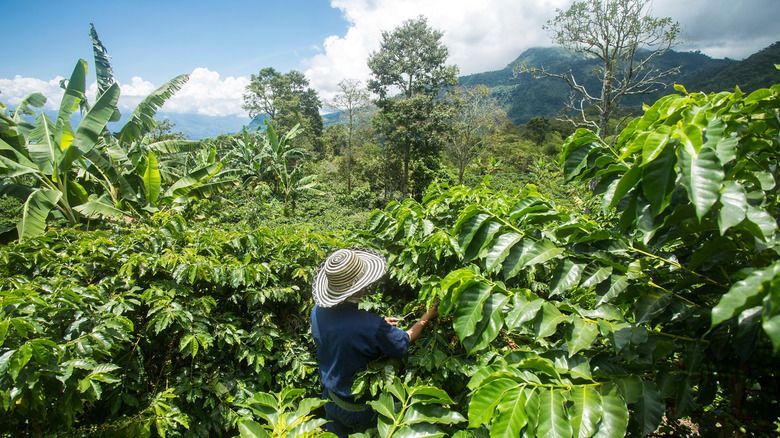 5 Negara Penghasil Biji Kopi Berkualitas di Dunia, Ada Indonesia?