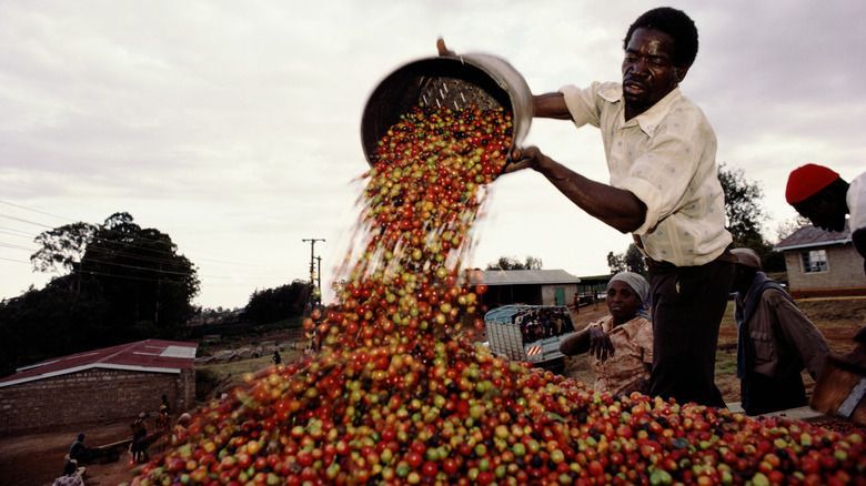 5 Negara Penghasil Biji Kopi Berkualitas di Dunia, Ada Indonesia?