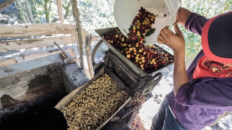 5 Negara Penghasil Biji Kopi Berkualitas di Dunia, Ada Indonesia?