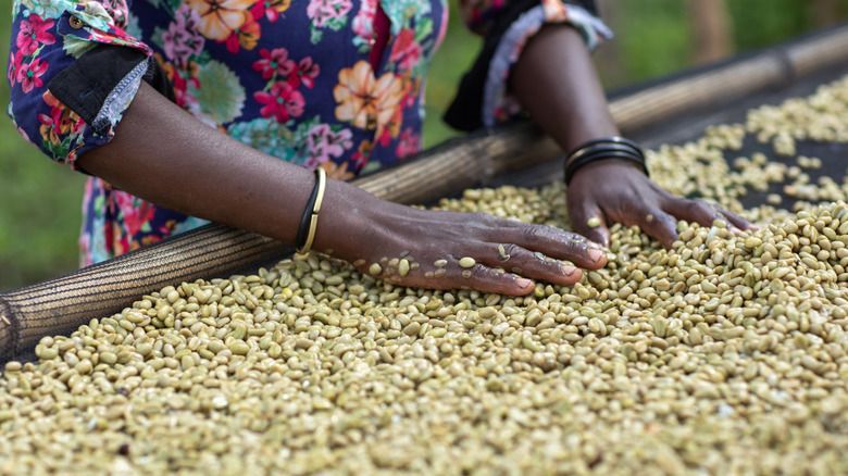 5 Negara Penghasil Biji Kopi Berkualitas di Dunia, Ada Indonesia?