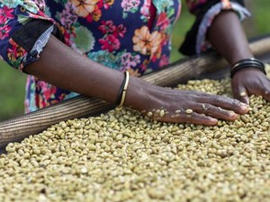 5 Negara Penghasil Biji Kopi Berkualitas di Dunia, Ada Indonesia?