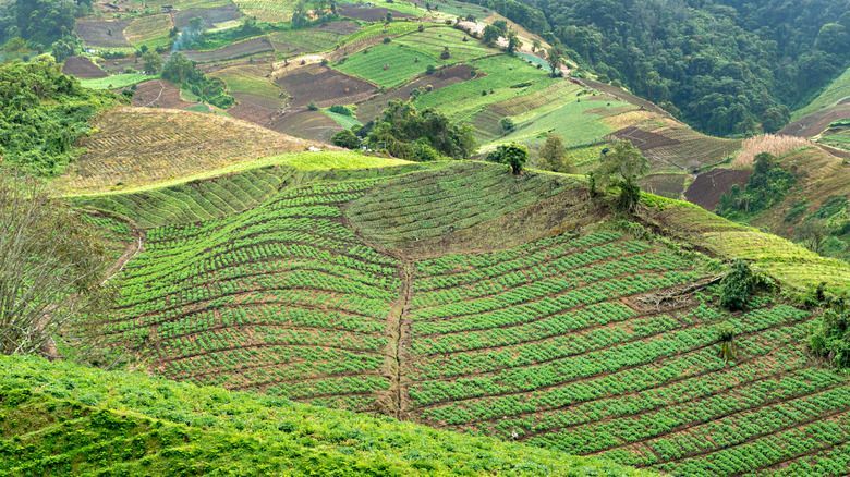 5 Negara Penghasil Biji Kopi Berkualitas di Dunia, Ada Indonesia?