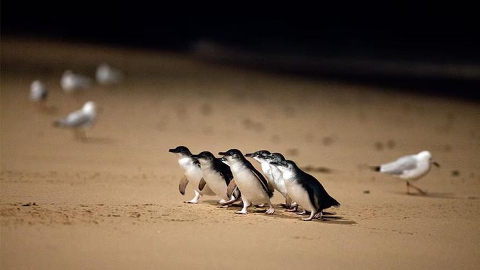 Anak-anak penguin di Pulau Phillip akan divaksinasi beberapa minggu mendatang. (Source: Phillip Island Nature Parks)