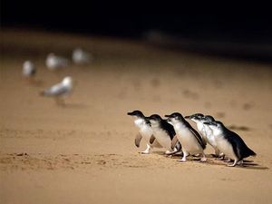 Australia Suntik Vaksin ke Ribuan Penguin untuk Lindungi dari Flu Burung