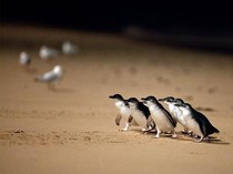 Australia Suntik Vaksin ke Ribuan Penguin untuk Lindungi dari Flu Burung