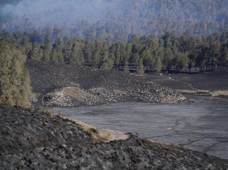 590 Hektare Kawasan TNBTS Terdampak Kebakaran, Vegetasi Menghitam
