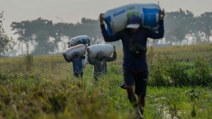 Foto udara petani memanen padi di Kasemen, Kota Serang, Banten, Rabu (2/9/2026). Badan Pusat Statistik (BPS) mencatat nilai tukar petani (NTP) Banten pada Agustus 2026 naik 1,05 persen menjadi 113,02 dibandingkan bulan sebelumnya yang didorong oleh optimalisasi pupuk bersubsidi dan stabilisasi harga pokok pedesaan. ANTARA FOTO/Muhammad Bagus Khoirunas