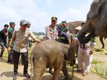 Pemprov Lampung Dorong Cara Baru Atasi Konflik Gajah di Way Kambas