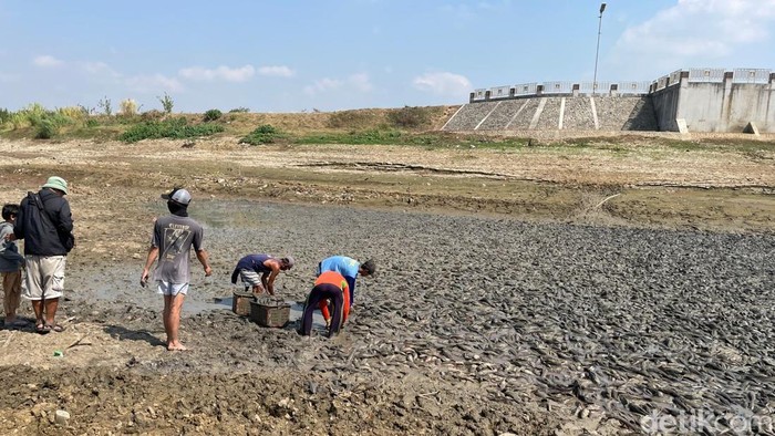 Penampakan bangkai ikan menumpuk di Sungai Juana Pati yang mengering, Rabu (2/9/2026).