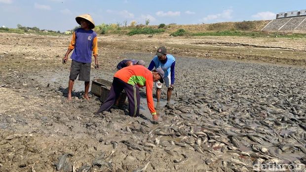 Penampakan bangkai ikan menumpuk di Sungai Juana Pati yang mengering, Rabu (2/9/2026).