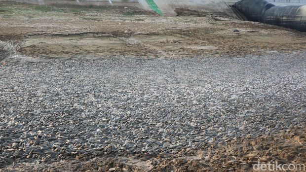 Penampakan bangkai ikan menumpuk di Sungai Juana Pati yang mengering, Rabu (2/9/2026).