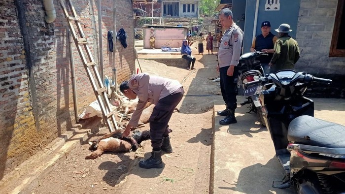 Polisi saat mendatangi kediaman pemilik tujuh kambing yang mati akibat serangan hewan liar.
