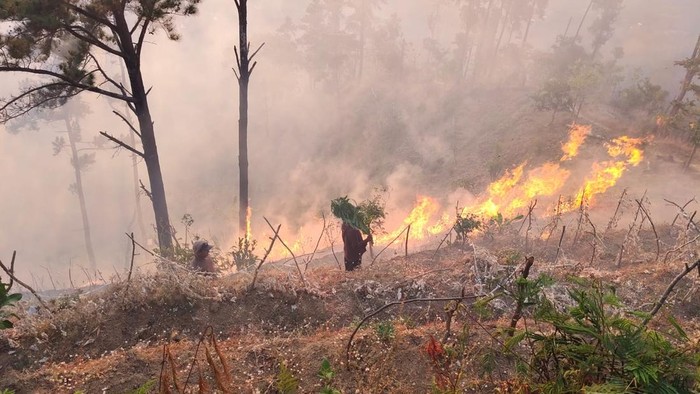 Karhutla di hutan Perhutani Kecamatan Bungkal Ponorogo