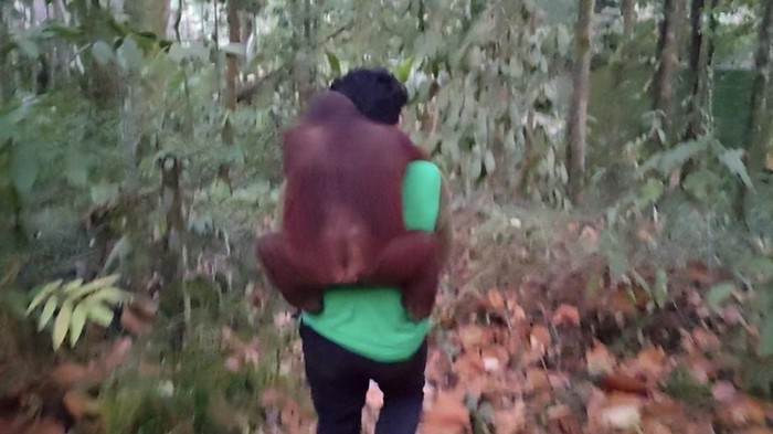 Karhutla mendekati sekolah hutan di Samboja, 11 orang utan dievakuasi.
