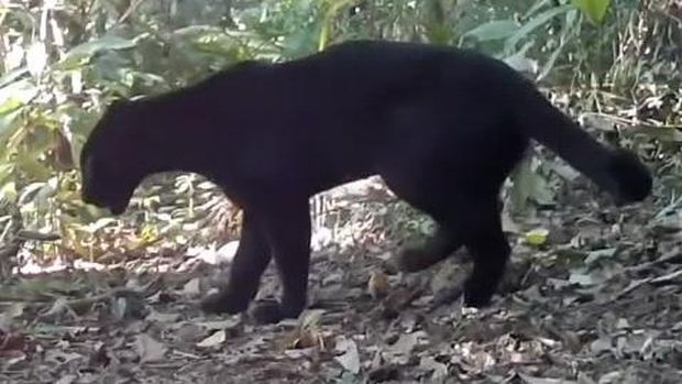 Macan kumbang terekam kamera di kawasan hutan Pekalongan.