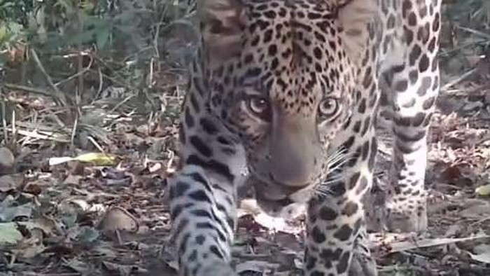 Macan tutul Jawa terekam kamera muncul di hutan Pekalongan