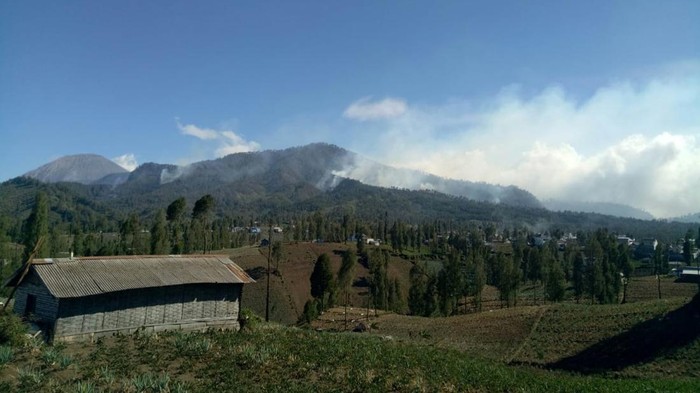 Kebakaran hutan di kawasan TNBTS berdampak pada usaha warga lokal